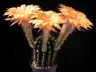 Thumbnail of 1708_Echinopsis Hybride Oriole_20160605_02(1).JPG